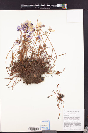 Cyclamen hederifolium image