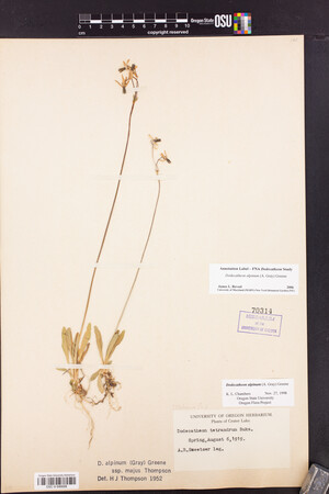 Dodecatheon alpinum image