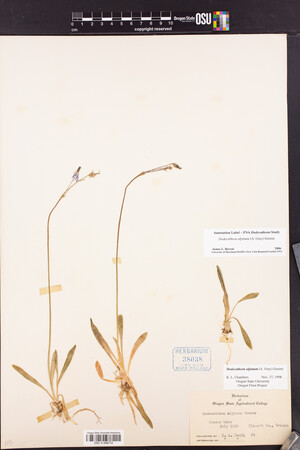 Dodecatheon alpinum image