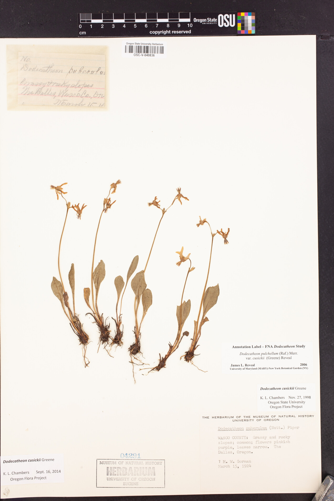 Dodecatheon cusickii image