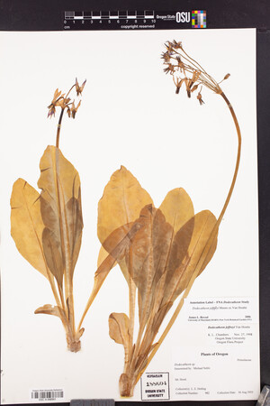 Primula jeffreyi image