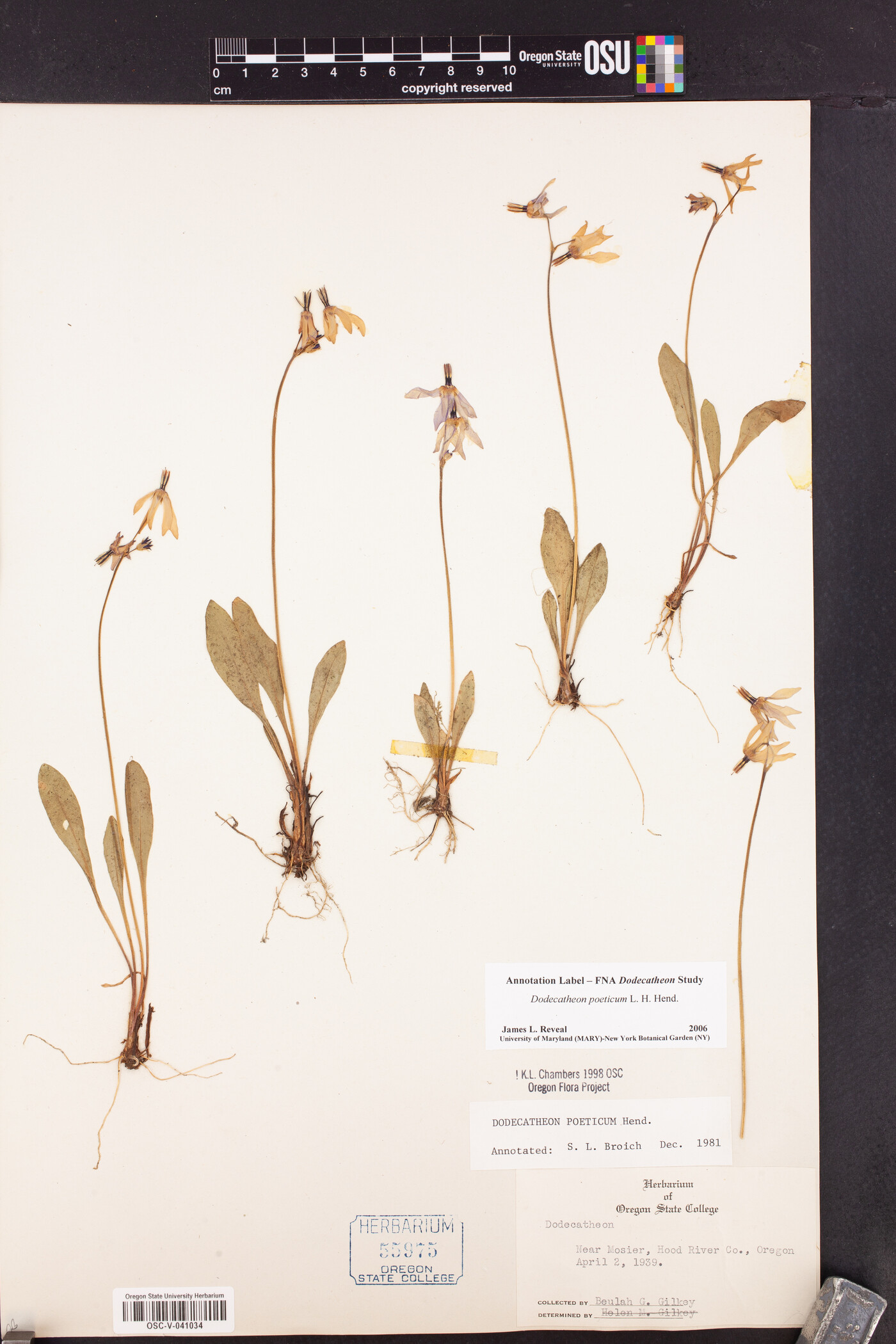 Dodecatheon poeticum image