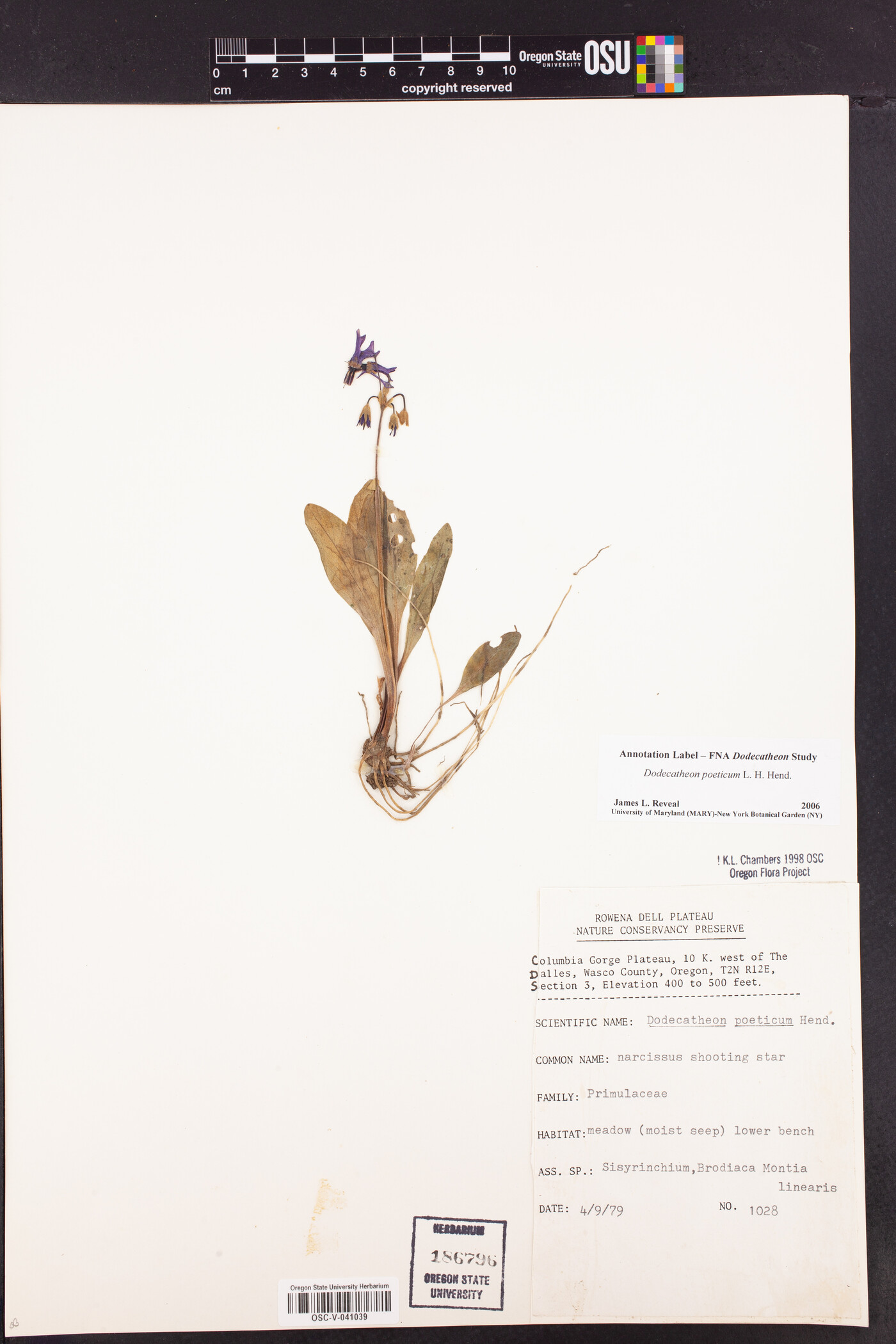 Dodecatheon poeticum image