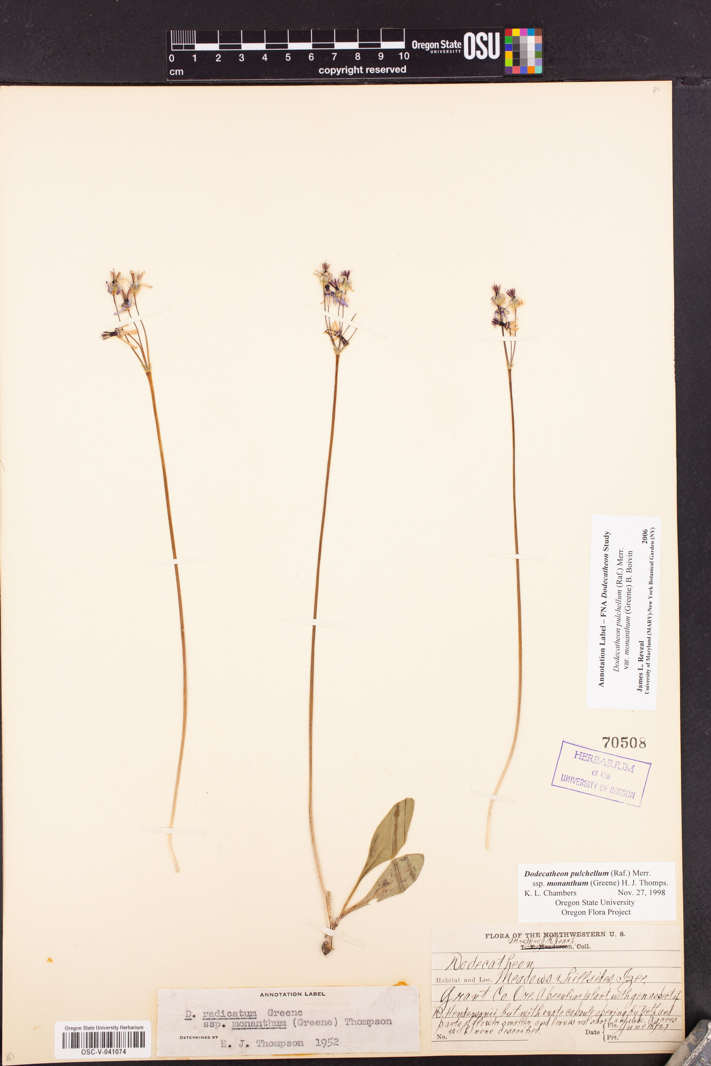 Dodecatheon pulchellum var. monanthum image