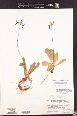 Dodecatheon pulchellum var. monanthum image