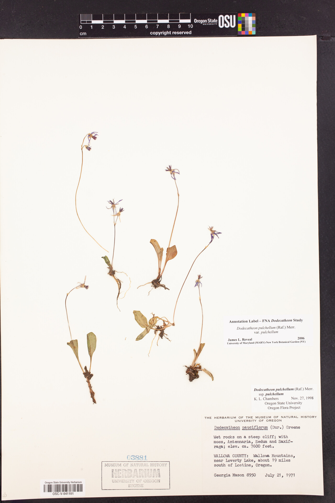 Dodecatheon pulchellum var. pulchellum image