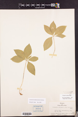 Lysimachia latifolia image