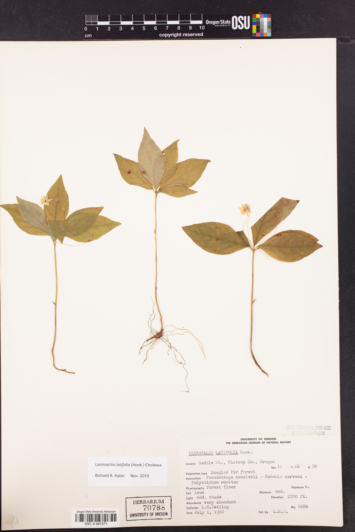 Lysimachia latifolia image