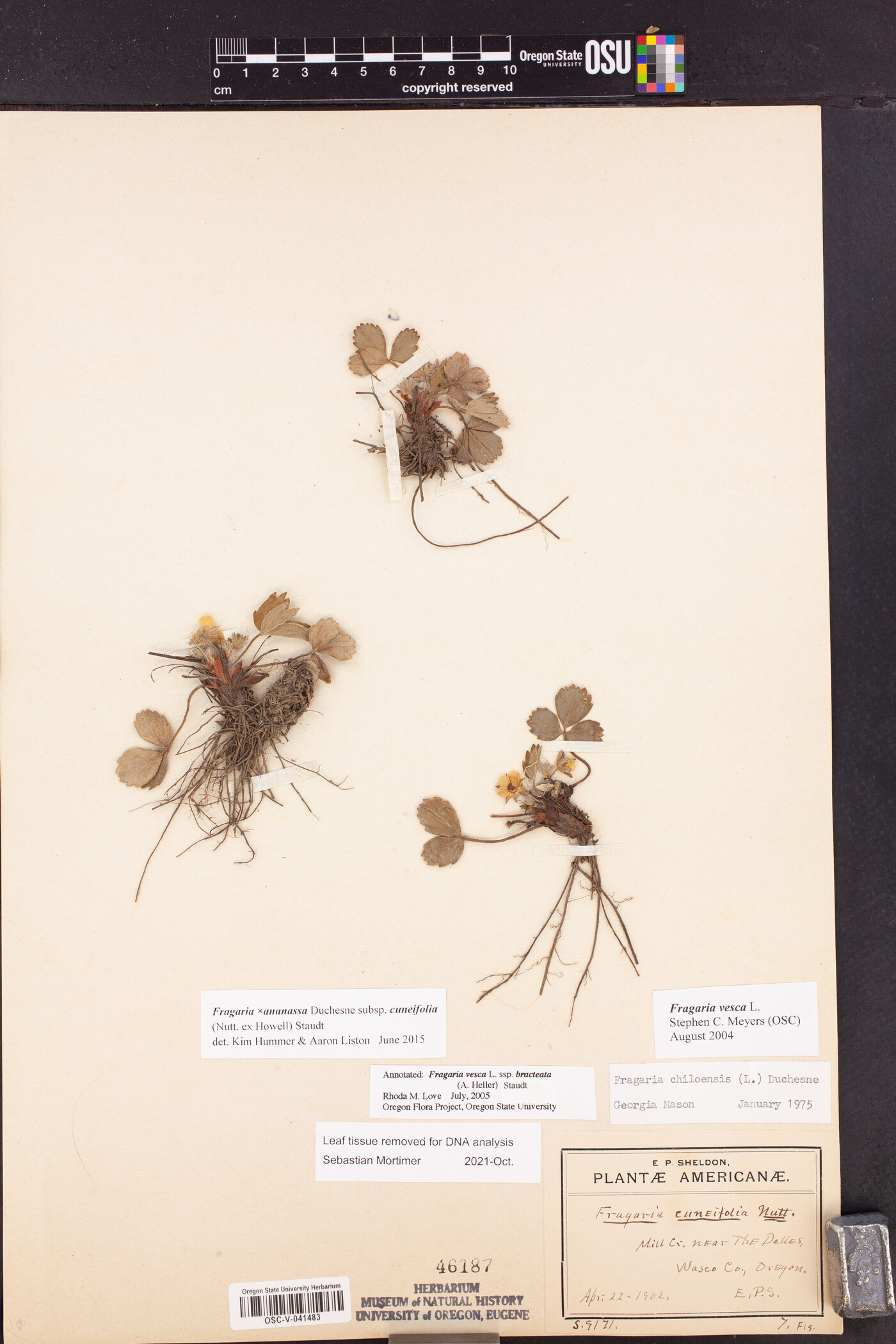 Fragaria x ananassa subsp. cuneifolia image