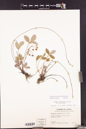 Fragaria virginiana subsp. glauca image