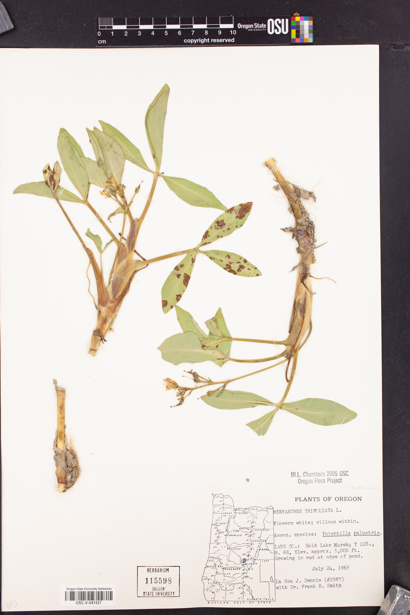 Menyanthaceae image