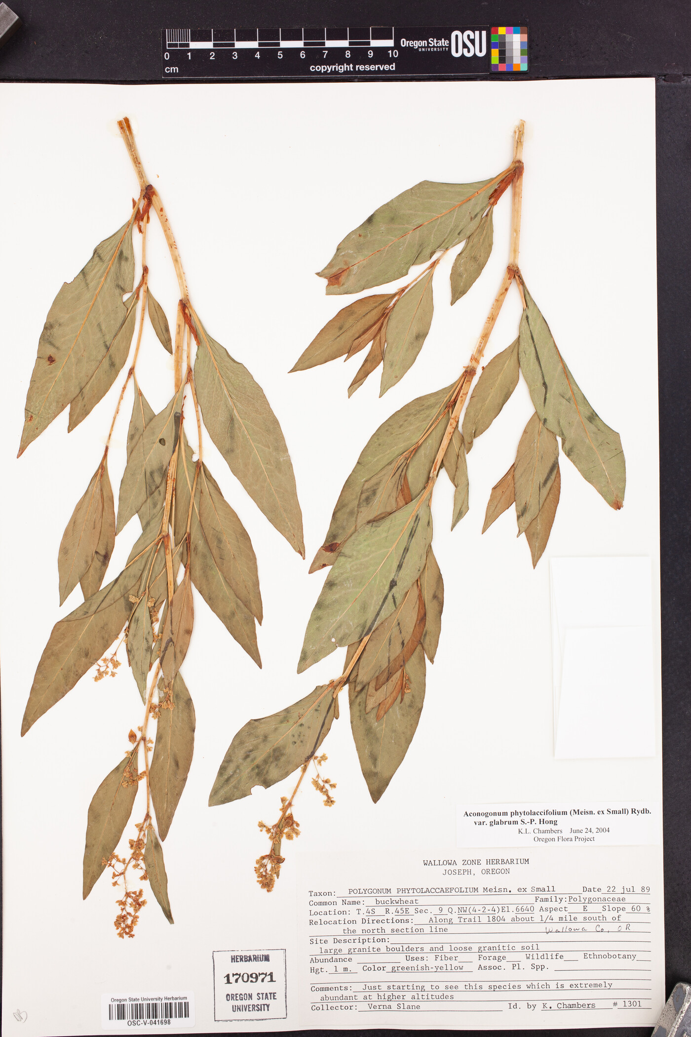 Aconogonon phytolaccifolium var. glabrum image