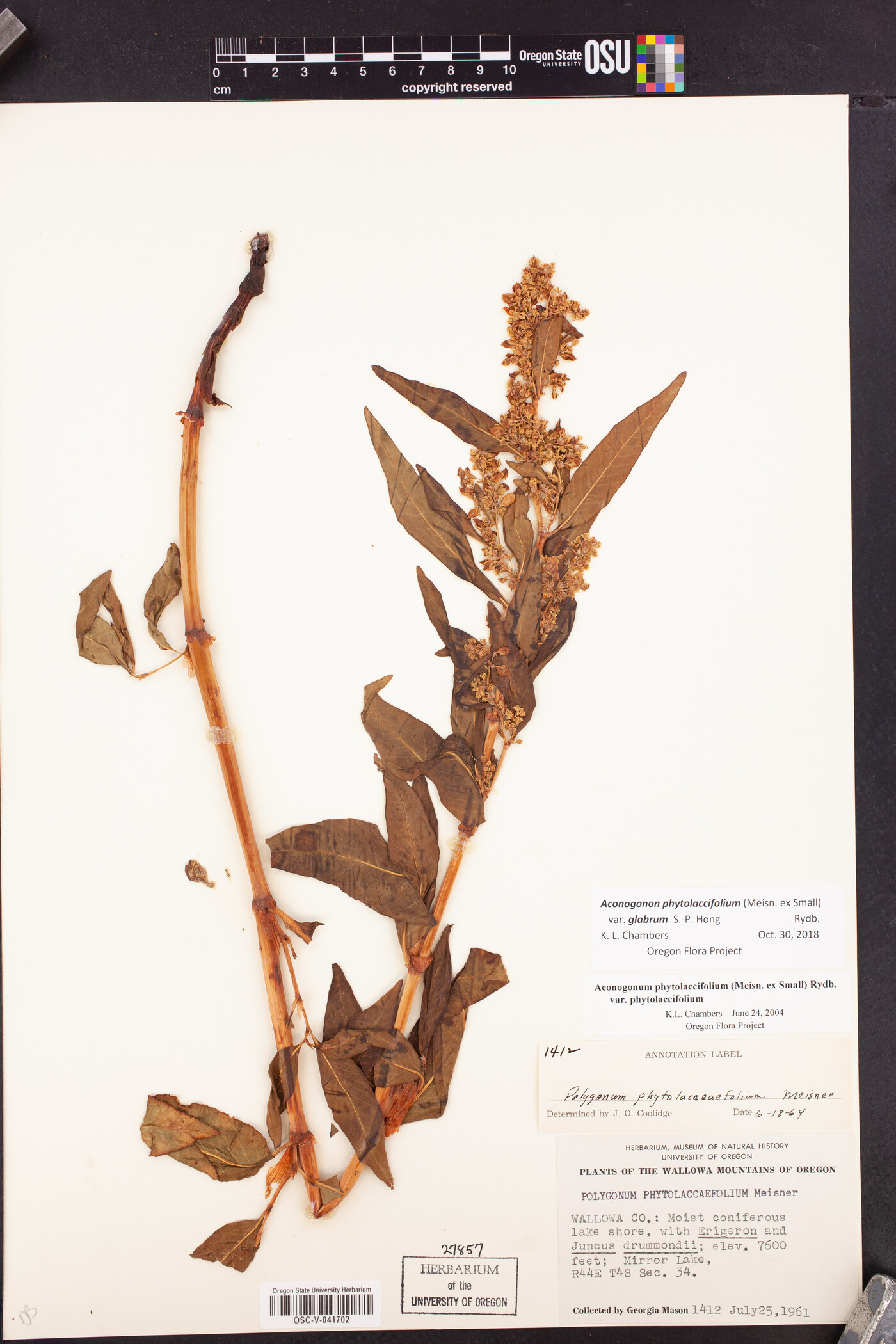 Aconogonon phytolaccifolium var. glabrum image