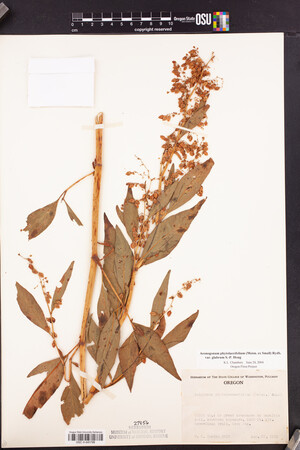 Aconogonon phytolaccifolium var. glabrum image