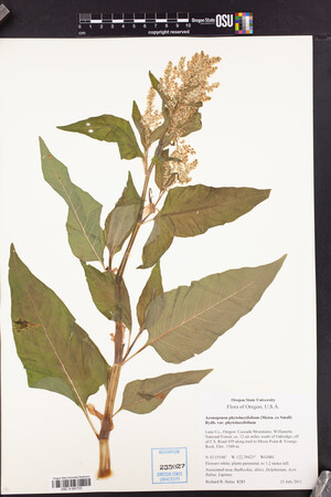 Aconogonon phytolaccifolium var. phytolaccifolium image