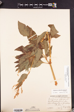 Aconogonon phytolaccifolium var. phytolaccifolium image