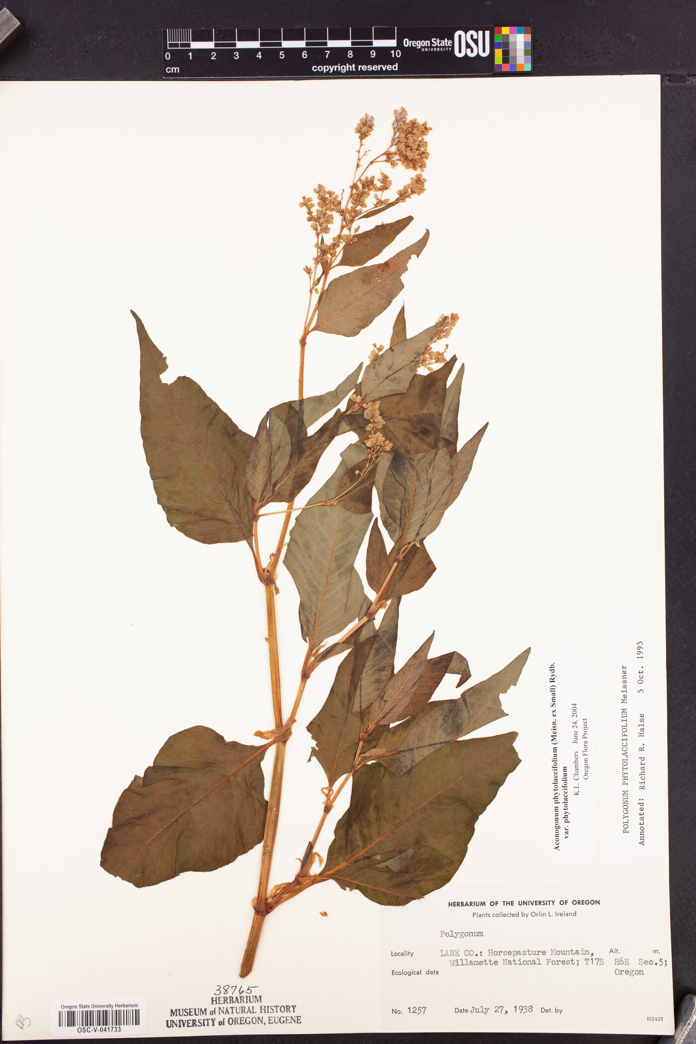 Aconogonon phytolaccifolium var. phytolaccifolium image