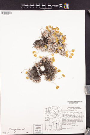 Eriogonum caespitosum image