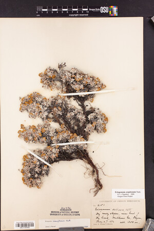 Eriogonum caespitosum image