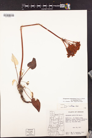 Eriogonum compositum var. leianthum image