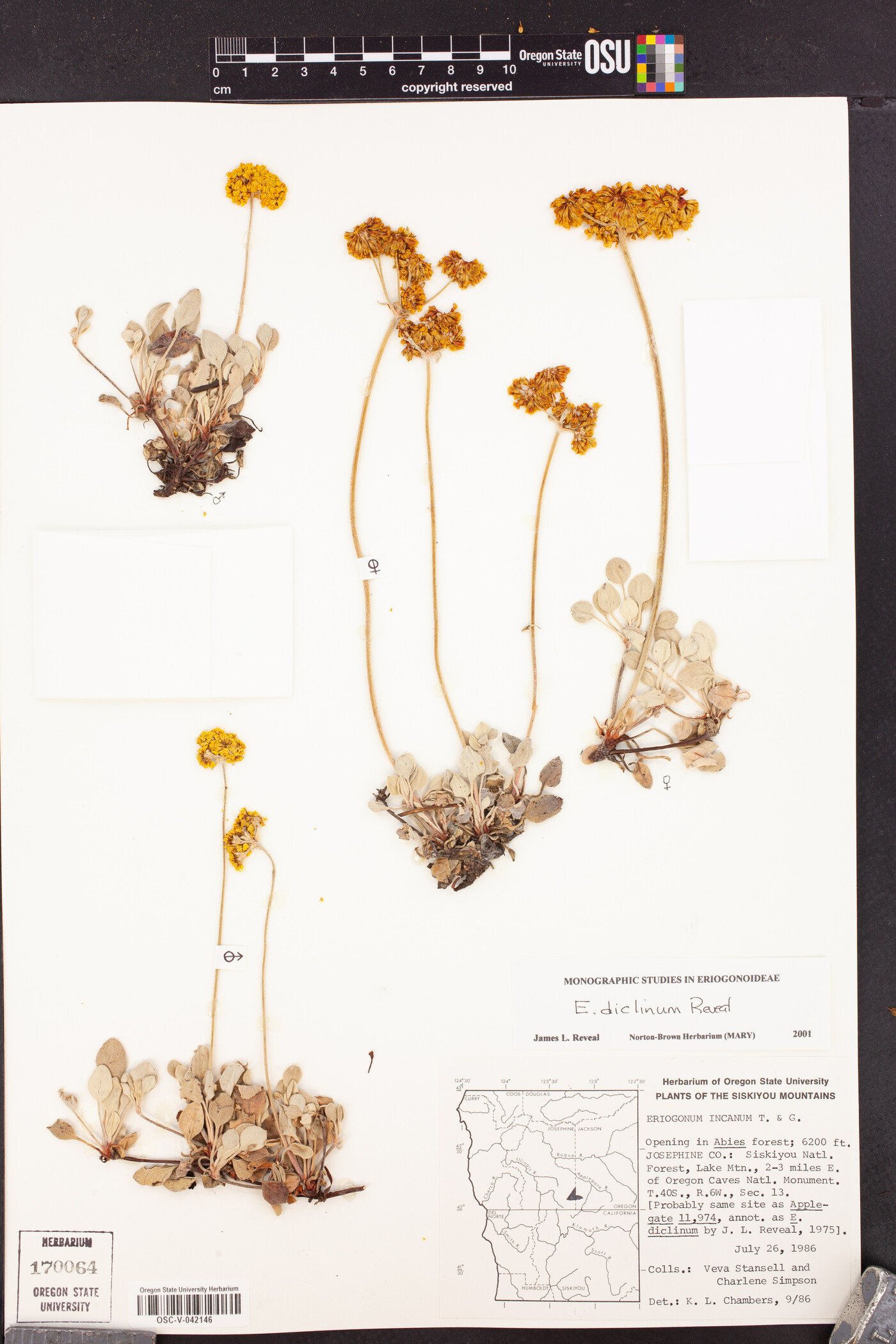 Eriogonum diclinum image