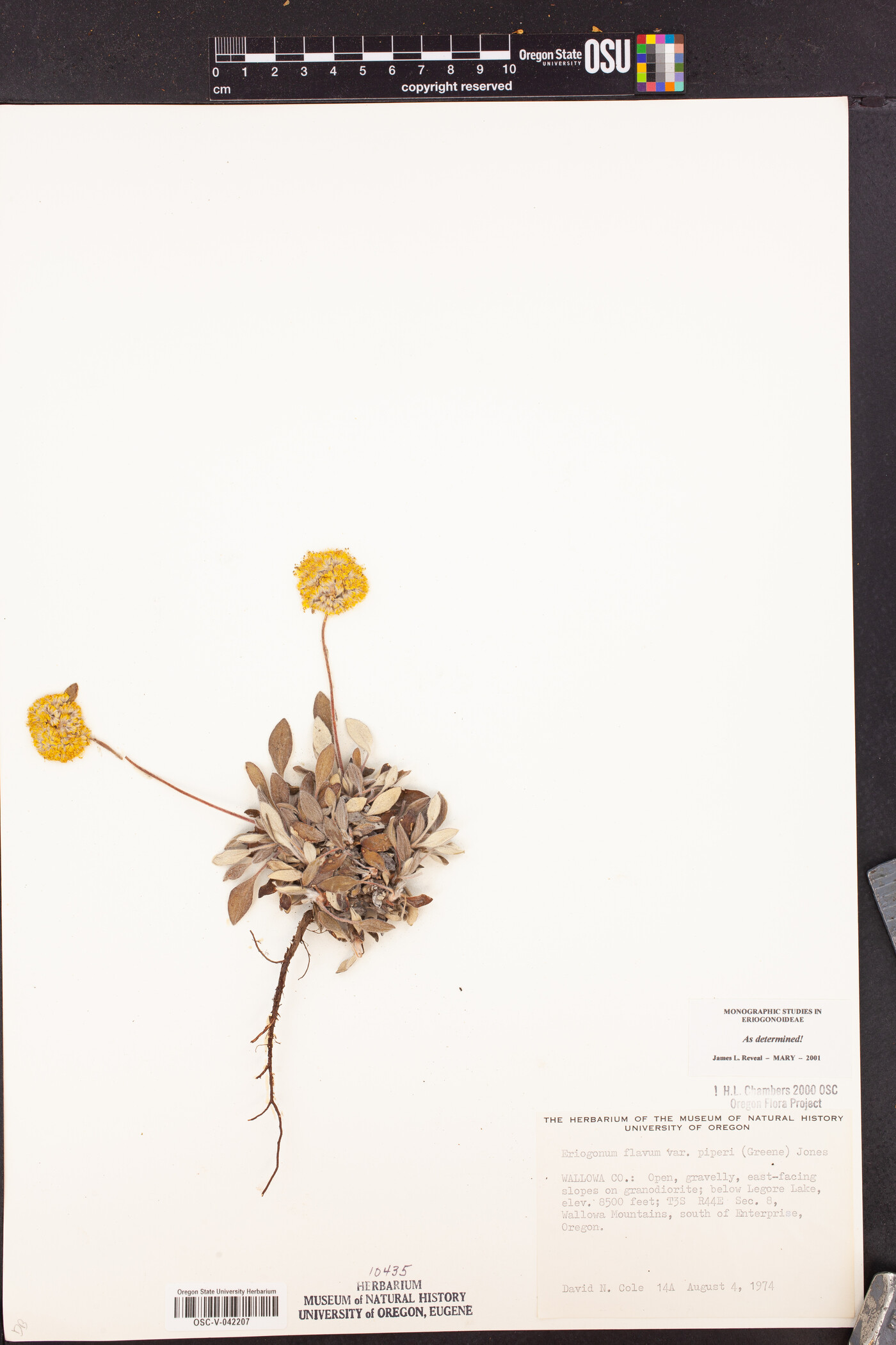 Eriogonum flavum image