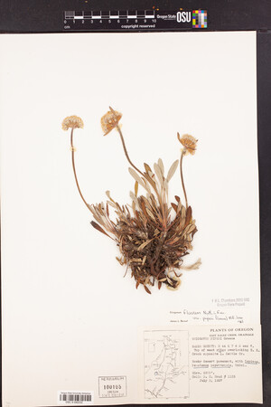 Eriogonum flavum var. piperi image