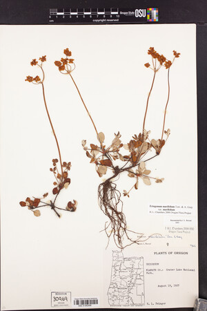Eriogonum marifolium var. marifolium image
