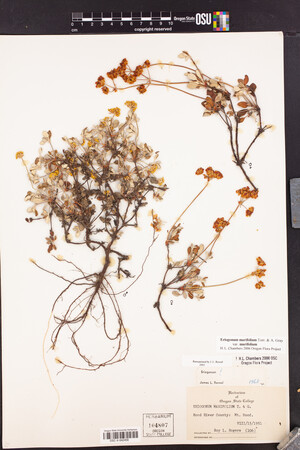 Eriogonum marifolium var. marifolium image
