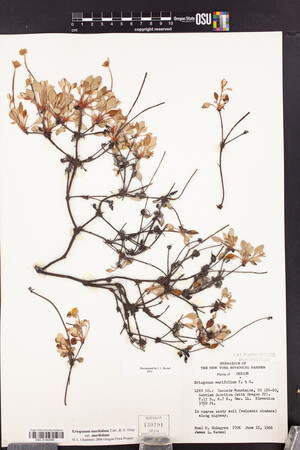 Eriogonum marifolium image