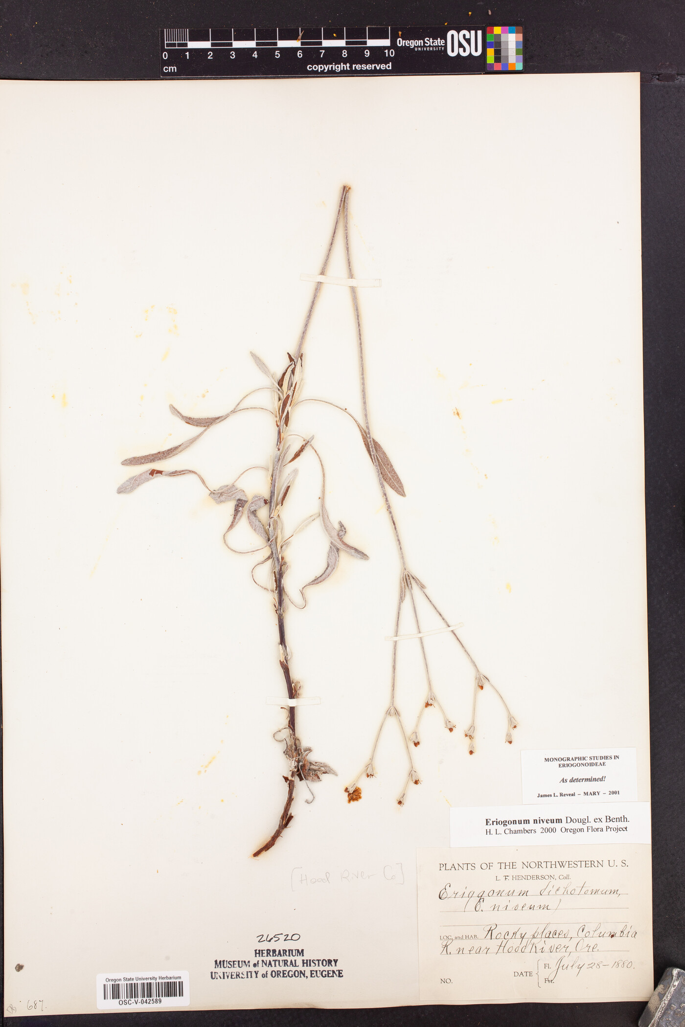 Eriogonum niveum image
