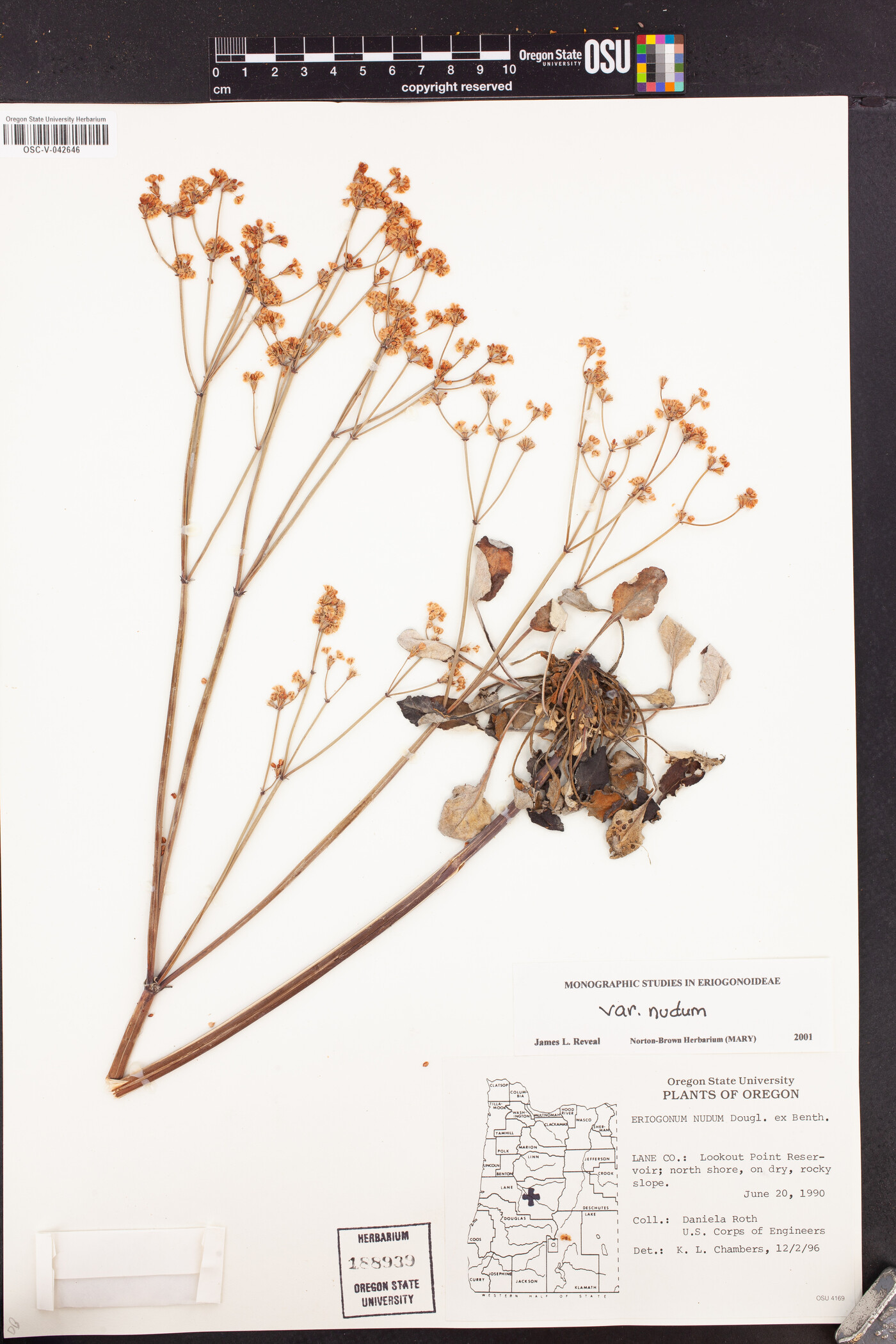 Eriogonum nudum var. nudum image