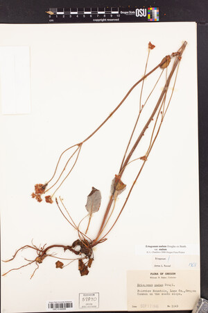 Eriogonum nudum var. nudum image