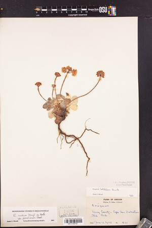 Eriogonum nudum var. paralinum image