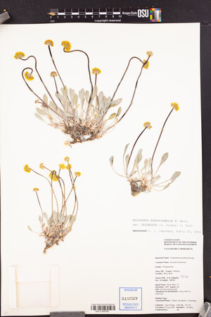 Eriogonum calcareum image