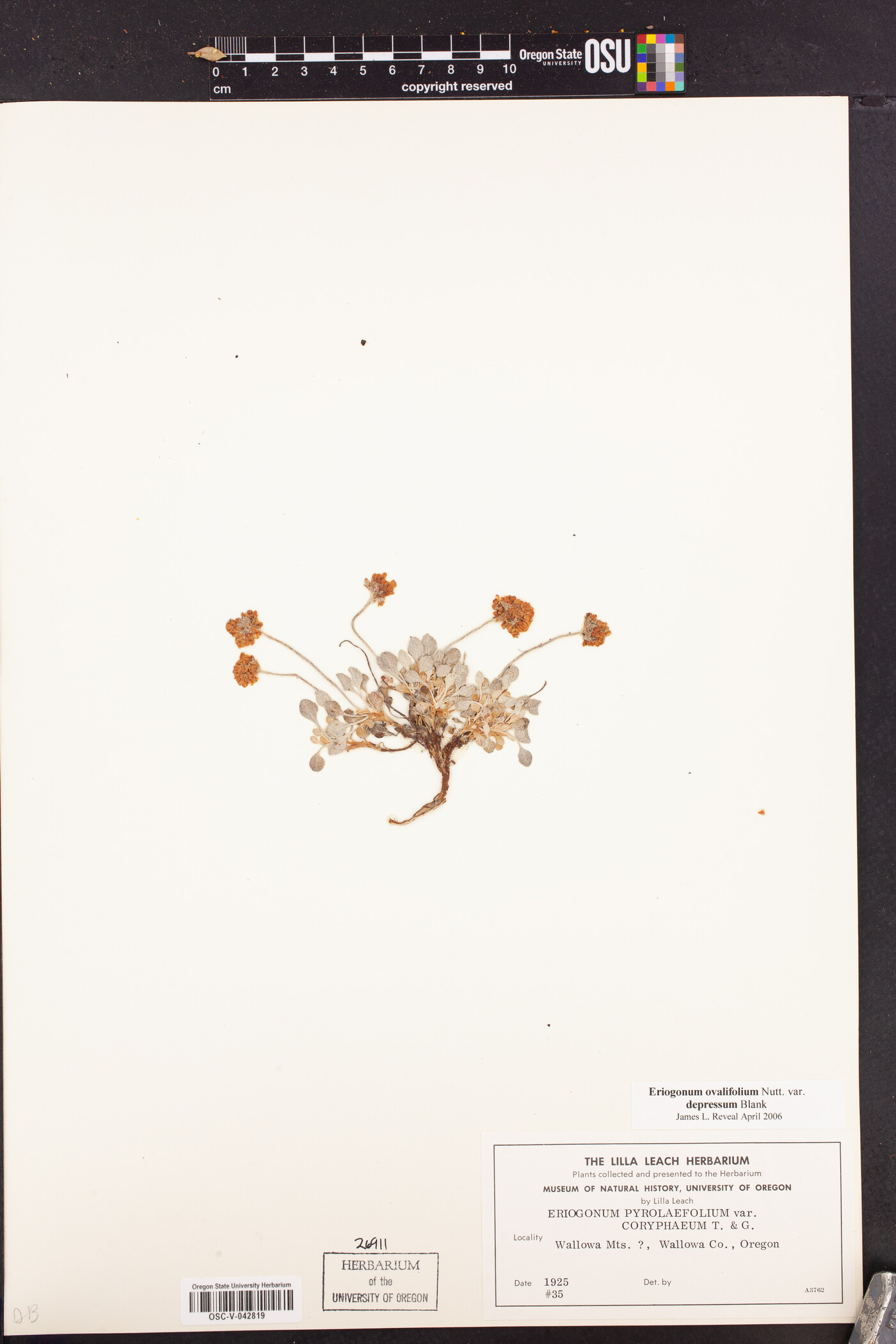Eriogonum ovalifolium var. depressum image