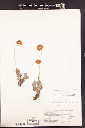 Eriogonum ovalifolium var. ovalifolium image