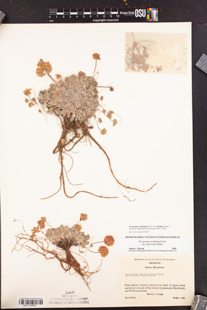 Eriogonum ovalifolium var. rubidum image
