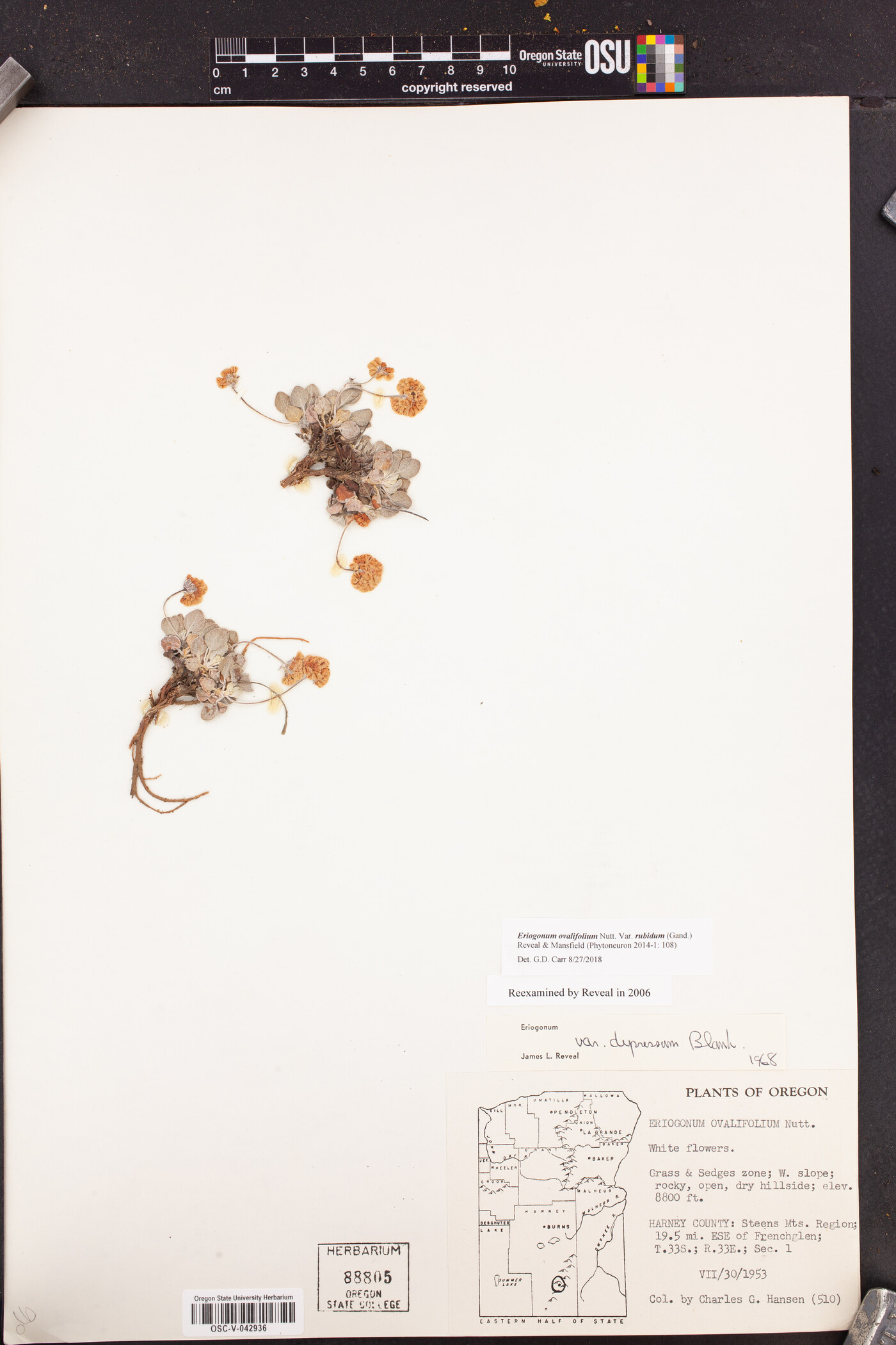 Eriogonum ovalifolium var. rubidum image