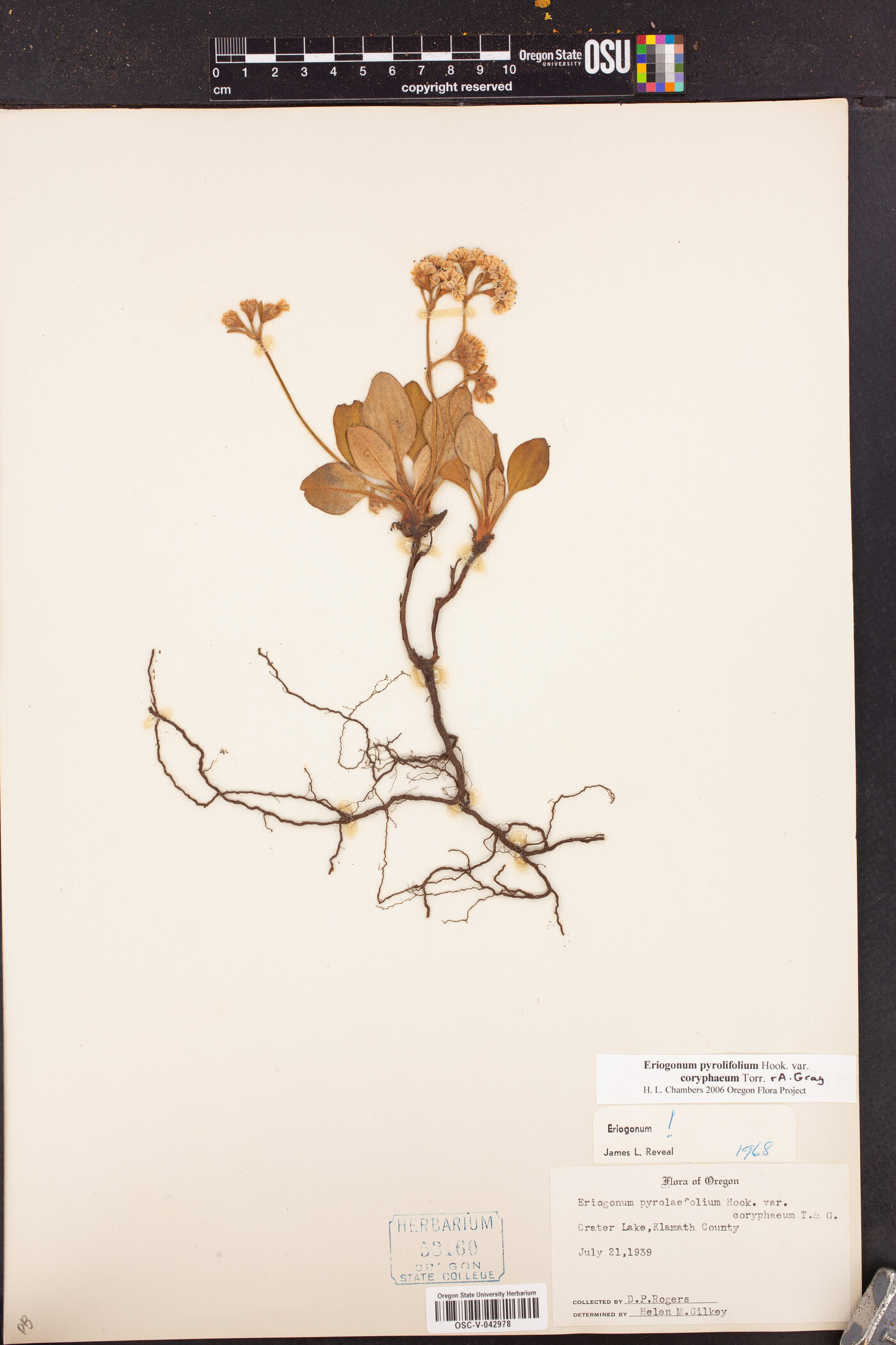 Eriogonum pyrolifolium var. coryphaeum image