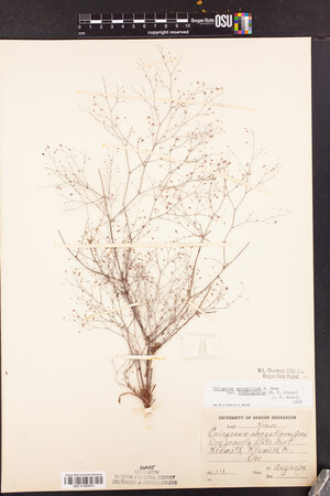 Eriogonum spergulinum var. reddingianum image