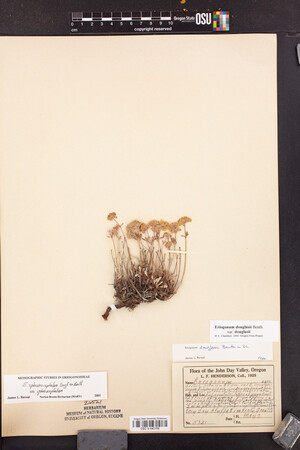 Eriogonum sphaerocephalum var. sphaerocephalum image