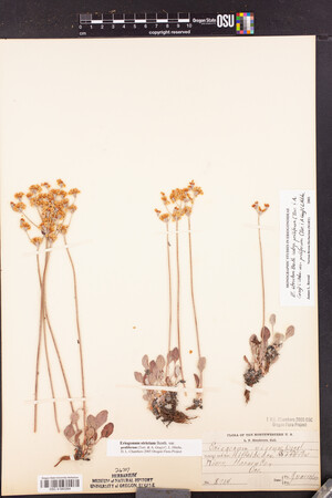Eriogonum strictum var. proliferum image
