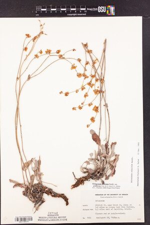 Eriogonum strictum var. proliferum image