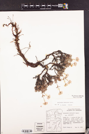 Eriogonum thymoides image