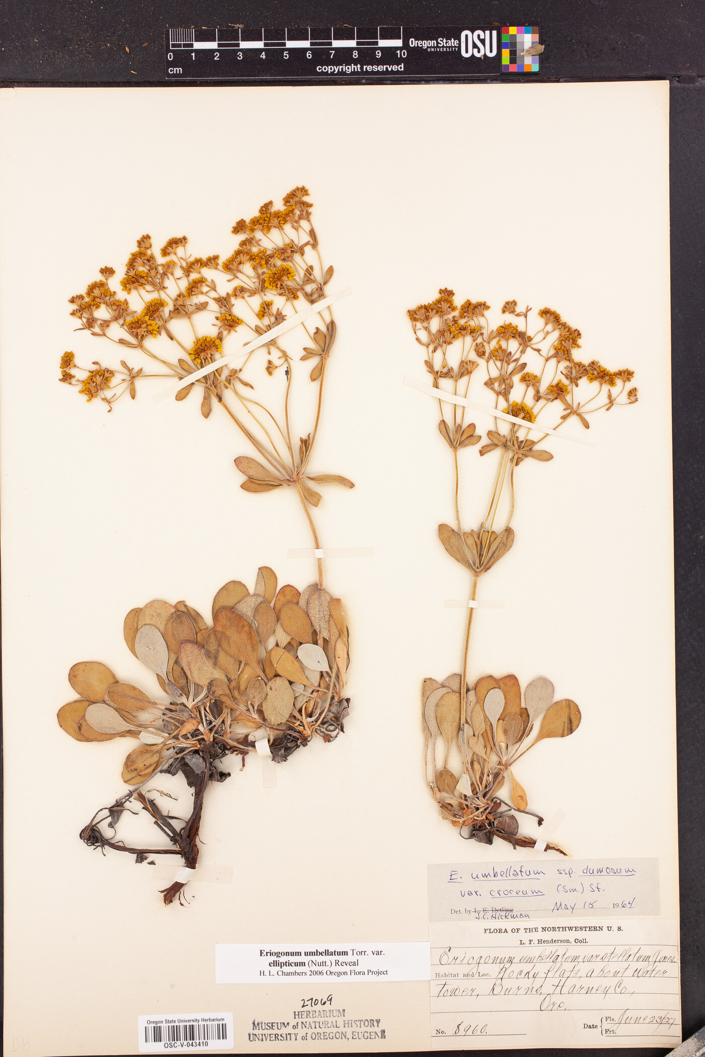 Eriogonum umbellatum var. ellipticum image