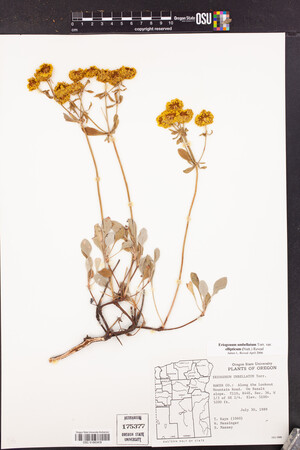 Eriogonum umbellatum var. ellipticum image