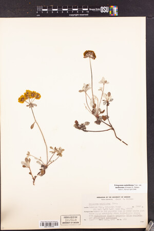 Eriogonum umbellatum var. modocense image