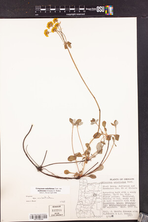 Eriogonum umbellatum var. modocense image