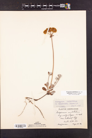 Eriogonum umbellatum image